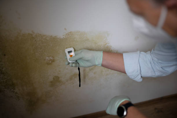 Mold Odor Removal Services in Parole, MD